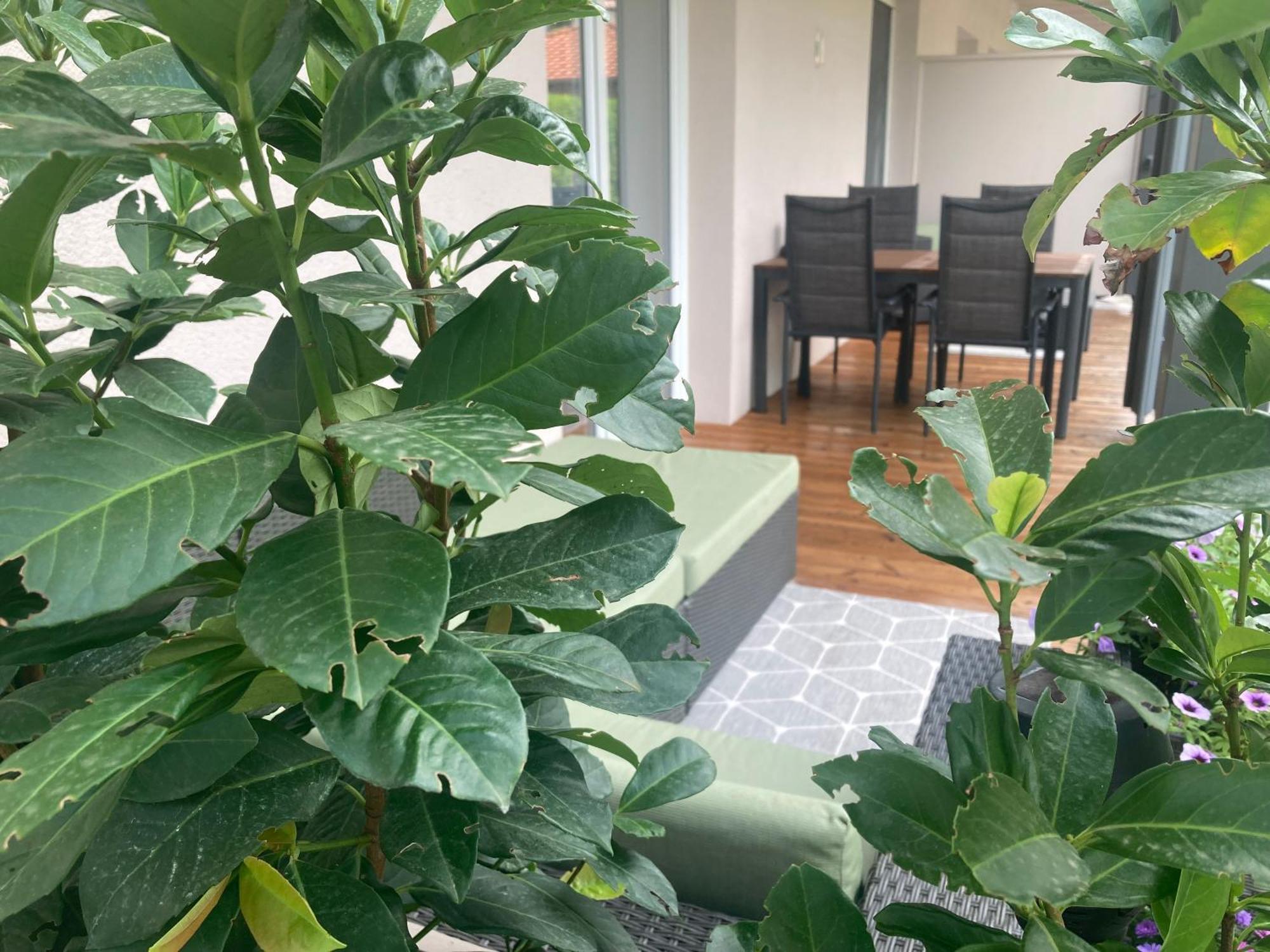 Alpenluxus Presents Design Lodge - Terrace & Car Park クラムザッハ エクステリア 写真